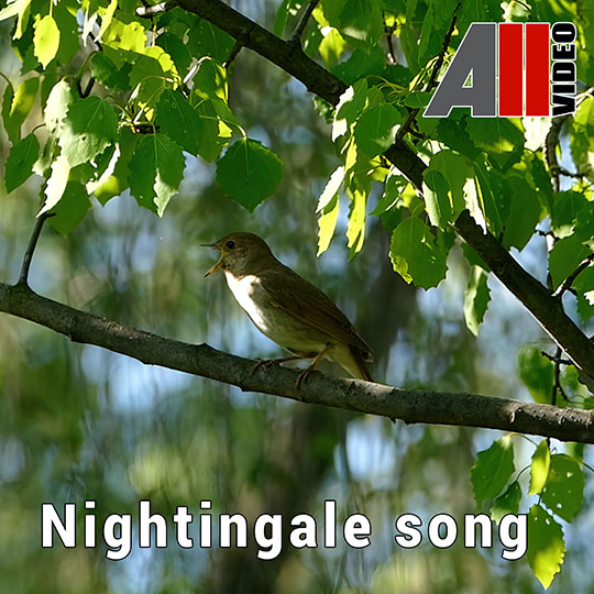 AllVideo - Nightingale song