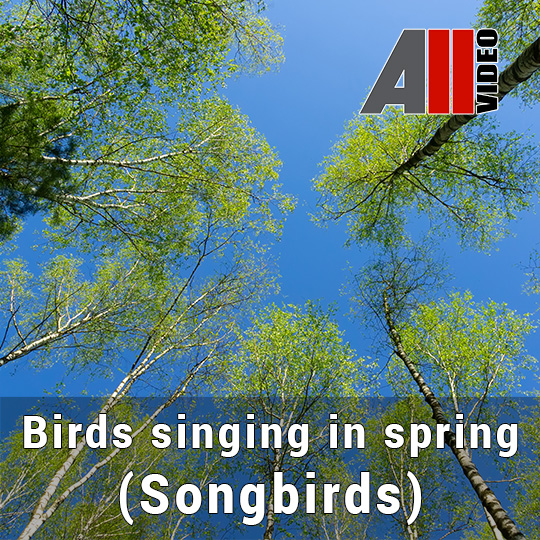 AllVideo - Birds singing in spring