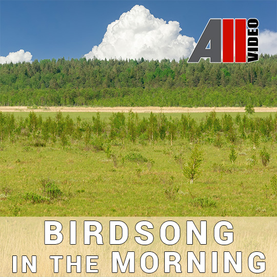 AllVideo - Birdsong in the morning (Пение птиц утром)