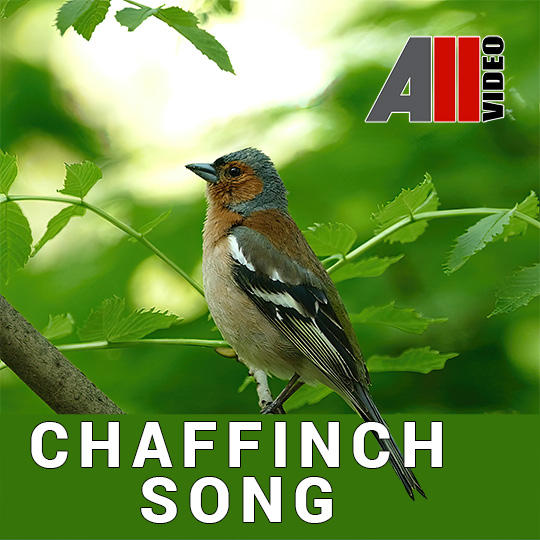 AllVideo - Chaffinch song (Пение зяблика)