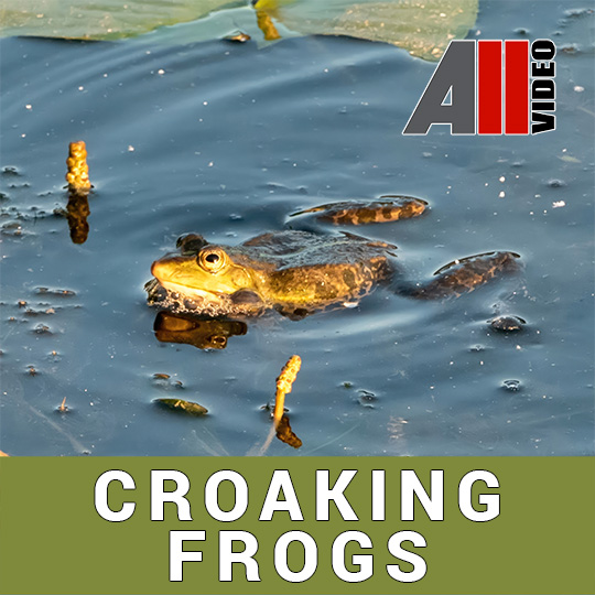 AllVideo - Croaking frogs (Кваканье лягушек)